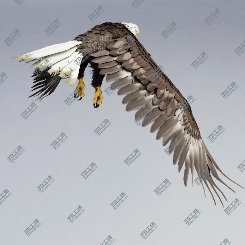 images/goods_img/202104094/Bald Eagle Rigged/5.jpg